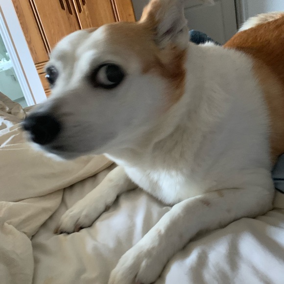 Buddha Quest Shorts XL - Picture 7 of 7